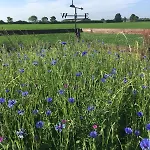 Campsite Morndyke Shepherds Huts Thirsk
